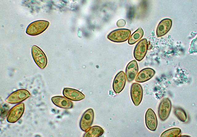 Galerina spec.  Cod. DSCN 5061